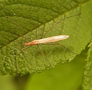 <i>Neoneides muticus</i> Species of stilt bug