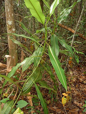 Nepenthes bicalcarata