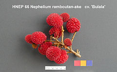 Trees of Tropical Asia - Nephelium ramboutan-ake