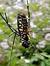 Nephila-pilipes-apareamiento.jpg