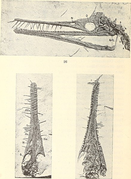 File:Neues Jahrbuch für Mineralogie, Geologie and Paläontologie (1910) (14593440769).jpg