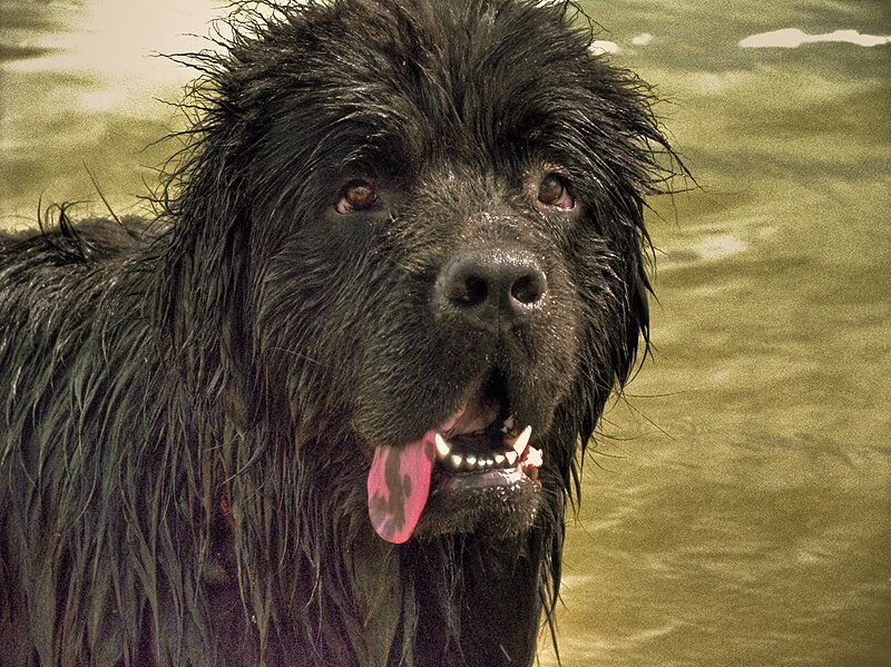 File:Newfoundland dog 001.jpg