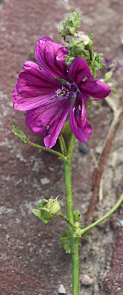 File:Noordwijk - Tuinkaasjeskruid - Malva sylvestris (cultivar).jpg