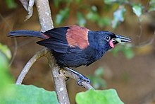 Kuzey Adası Saddleback (tieke) gagasında ağustosböceği ile dalda.jpg