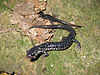 Northern Slimy Salamander (Plethodon glutinosus).jpg