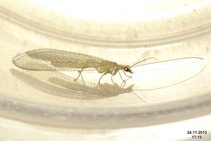 File:Not-so-green lacewing (BG) (12966488584).jpg