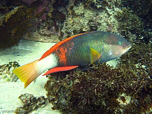 Red banded wrasse (Notolabrus gymnogenis), adult male, on the New South Wales coast