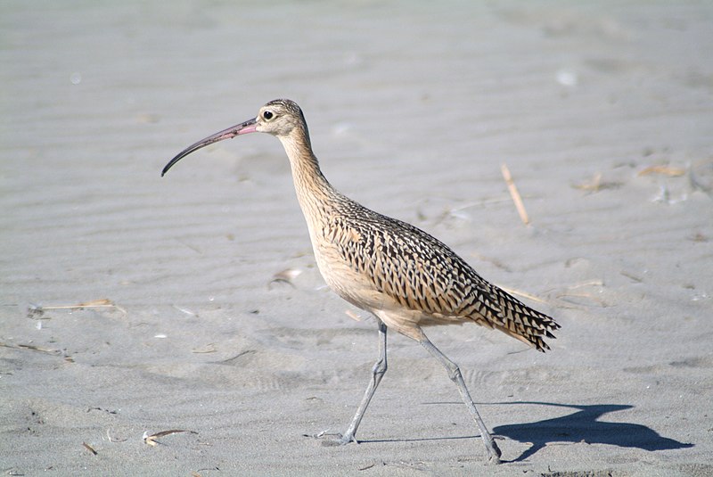 File:Numenius americanus Seaside Oregon 2.jpg