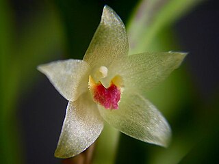 <i>Octomeria tricolor</i> Species of orchid