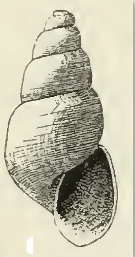 Odostomia spreadboroughi