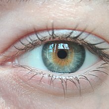 Yeux vairons : quelle est l'origine de l'hétérochromie ? 