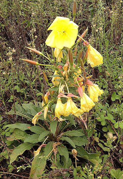 File:Oenothera glazioviana - Redsepal evening primrose 06.JPG