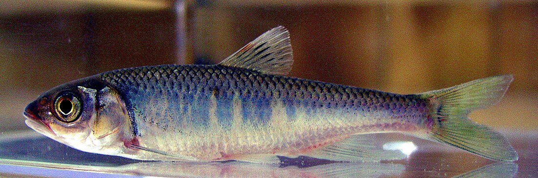 Zacco (fish)