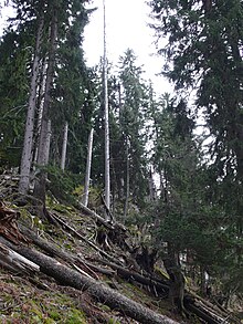 Old-growth spruce forest in France. Old growth spruce forest.jpg