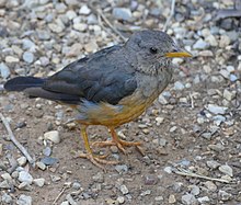 Olive Thrush (Turdus olivaceus) (46447902442).jpg