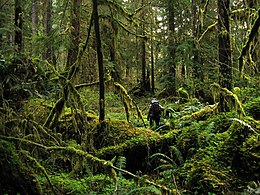 Lush understory of the Hoh Rainforest in Olympic National Park, Washington Olympic Rainforest Hiker.jpg