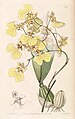 Gomesa bicolor (as syn. Oncidium bicolor) plate 66 in: Edwards's Bot. Register (Orchidaceae), vol. 29, (1843)