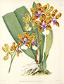 Oncidium lanceanum111.jpg