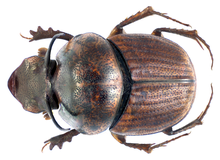 Onthophagus (Gibbonthophagus) luridipennis Boheman, 1858 laki-laki (9708833542).png