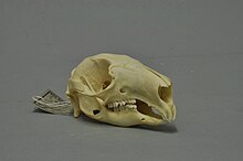 Skull of a bridled nail-tail wallaby Onychogalea fraenata 04 MWNH 290.JPG