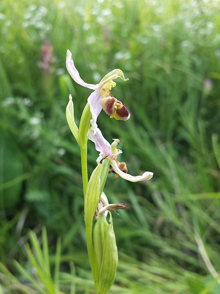 File:Ophrys apifera sl11.jpg