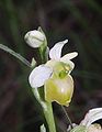 Ophrys × aschersonii flower, apochrom