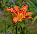 * Nomination: Orange daylily (Hemerocallis fulva) --Ввласенко 19:42, 6 July 2022 (UTC) * Review Scientific names should be formatted in italics. --F. Riedelio 16:18, 13 July 2022 (UTC)  Done -- Ввласенко 05:51, 15 July 2022 (UTC)