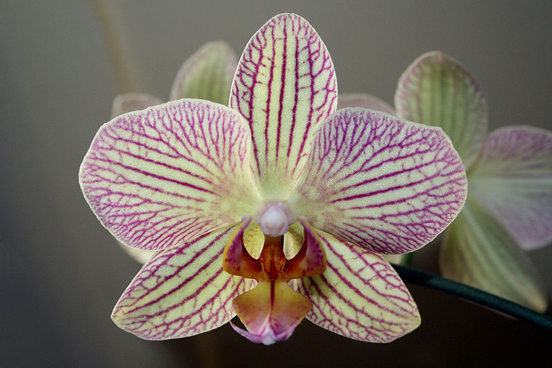 Ficheiro:Orchidée (3).JPG