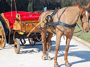 English: Horse-drawn carriage Italiano: Carroz...