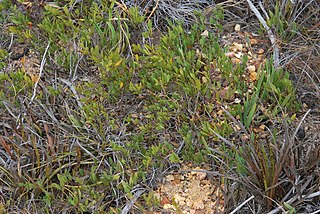 <i>Otholobium lanceolatum</i> Shrublet in the family Fabaceae from South Africa