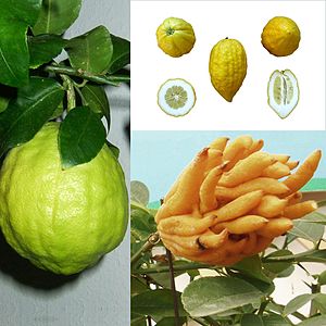 Citrus Medica: Descripción, Distribución y hábitat, Cultivo