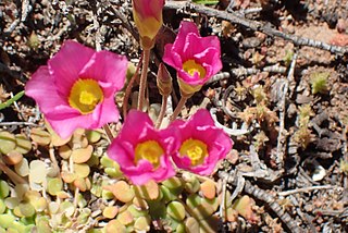 <i>Oxalis inaequalis</i> Species of flowering plant