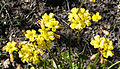 Oxalis pes-caprae fo. pleniflora, Canary Islands