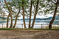 English: Alder trees (alnus glutinosa) by the waterline of the Wörther See Deutsch: Erlen (Alnus glutinosa) am Ufer des Wörther Sees