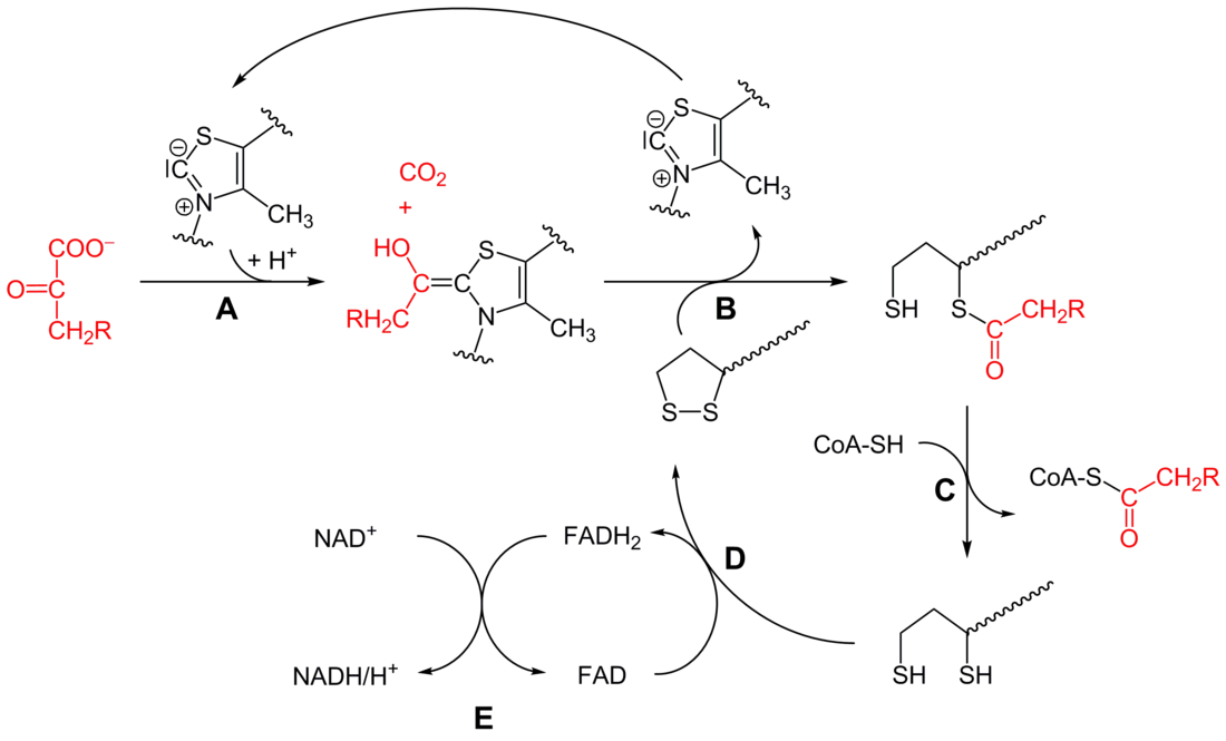 Dihydrolipoyl transacylase