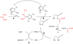 Vignette pour Complexe pyruvate déshydrogénase