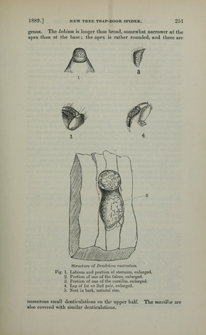 Beschrijving van de afbeelding PZSL1889Page251.png.