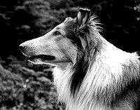 名犬ラッシー Wikipedia