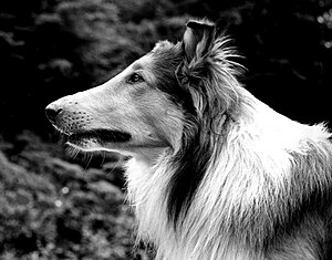 Lassie (2005), Watch Page
