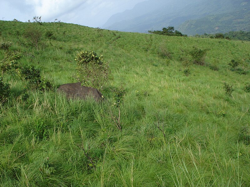 File:Palakkayam thattu.JPG