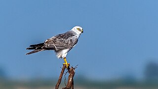 Pallid harrier Species of bird