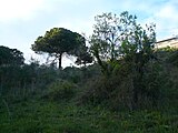 ]] (Vallès Occidental, Baix Llobregat, Barcelonès) (Sant Cugat del Vallès, Barcelona, Cerdanyola del Vallès i altres). This is a a photo of a natural area in Catalonia, Spain, with id: ES510066 Object location 41° 26′ 24″ N, 2° 06′ 36″ E  View all coordinates using: OpenStreetMap