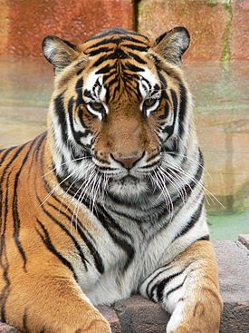Panthera tigris7.jpg