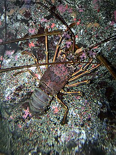 Japanese spiny lobster Species of crustacean