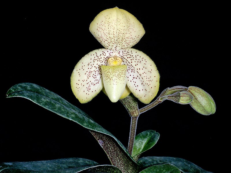 File:Paphiopedilum concolor Orchi 23012.jpg