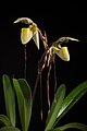 Paphiopedilum philippinense var. philippinense