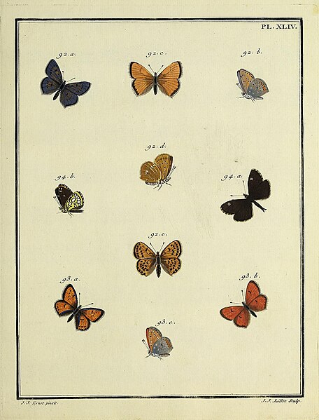 File:Papillons d'Europe, peints d'après nature.PlateXLIV.jpg