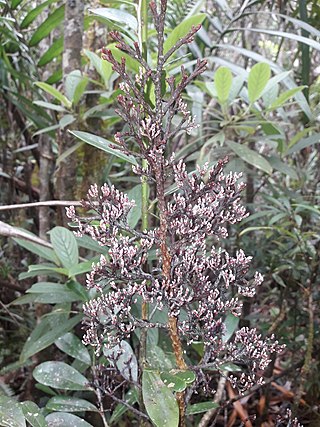 <i>Parasitaxus</i> Species of parasitic conifer from New Caledonia