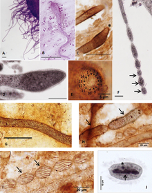 Parasite160019-fig1 - Chromidina spp. (Oligohymenophorea, Opalinopsidae), паразиты головоногих моллюсков Средиземного моря.png