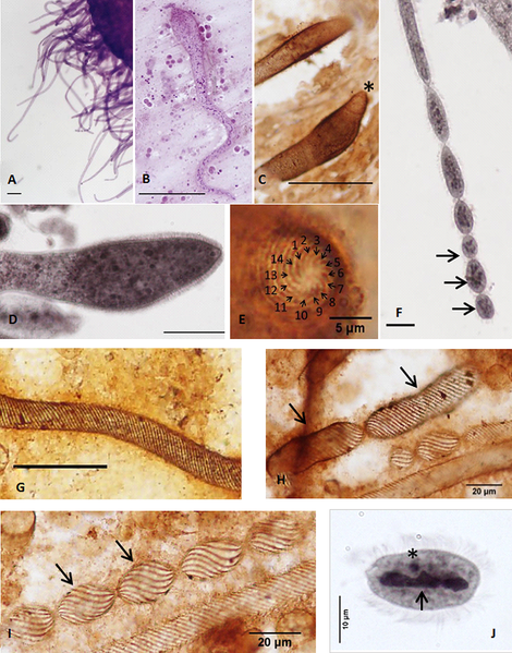 File:Parasite160019-fig1 - Chromidina spp. (Oligohymenophorea, Opalinopsidae), parasites of cephalopods of the Mediterranean Sea.png